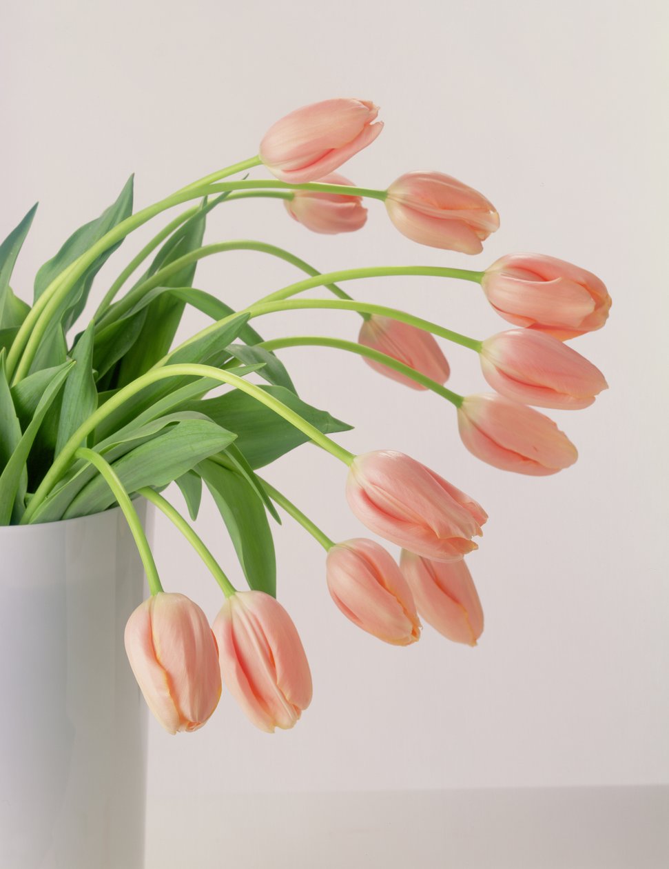 Roze Tulpen door Unbekannter Künstler