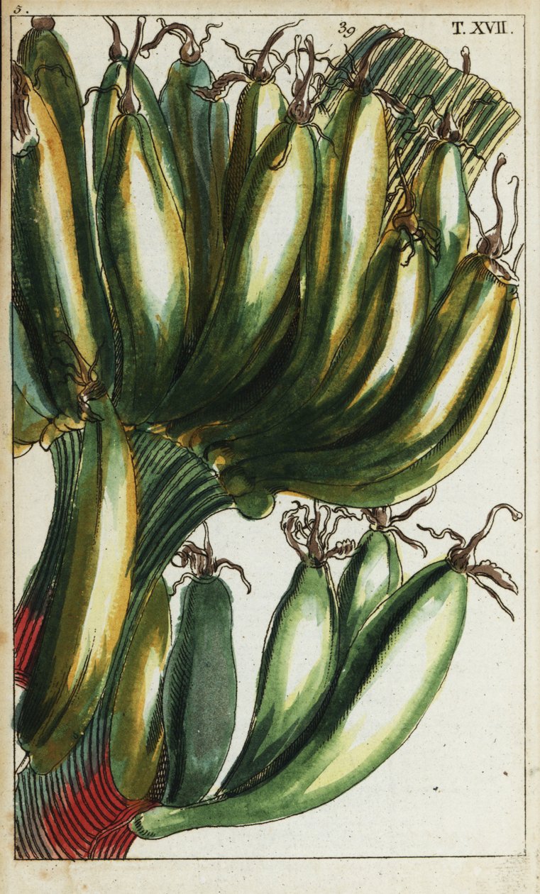 Bananen, Musa x paradisiaca door Unbekannter Künstler