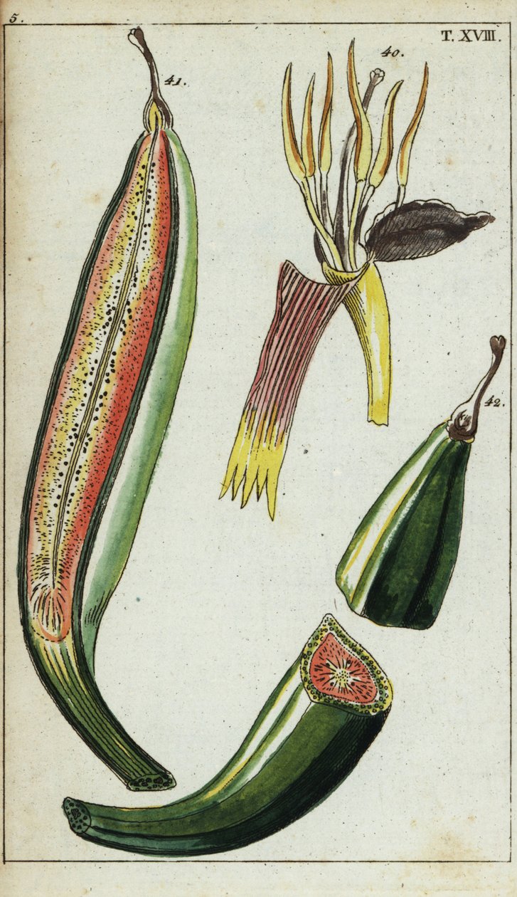 Musa x paradisiaca door Unbekannter Künstler