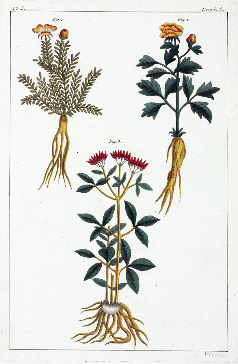 Medicinale planten, China door Unbekannt
