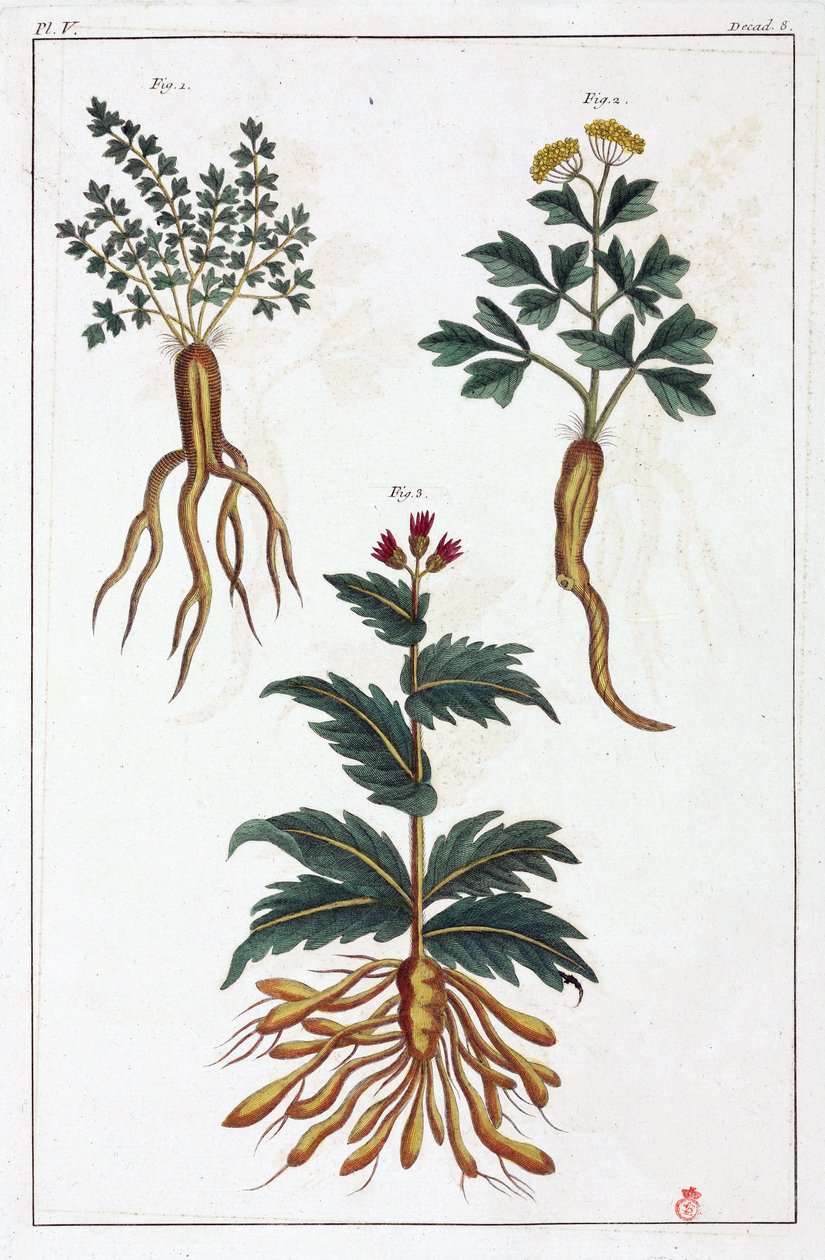 Medicinale planten, China door Unbekannt