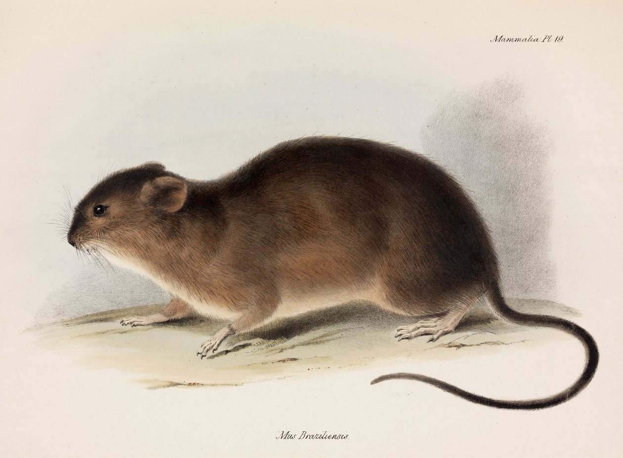 Rat, Zuid-Amerika, ca. 1832-1836 door Unbekannt