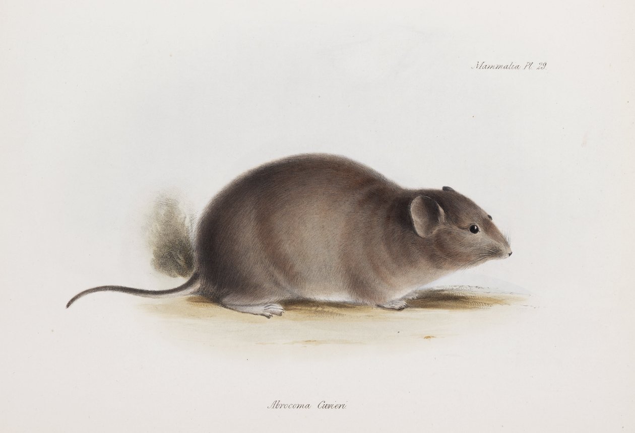 Rat, ca. 1832-1836 door Unbekannter Künstler