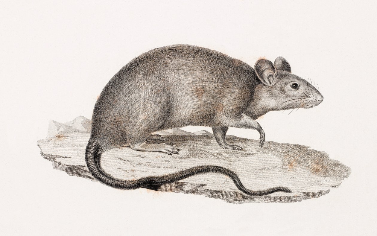 Rat uit Alexandrië door Unbekannt