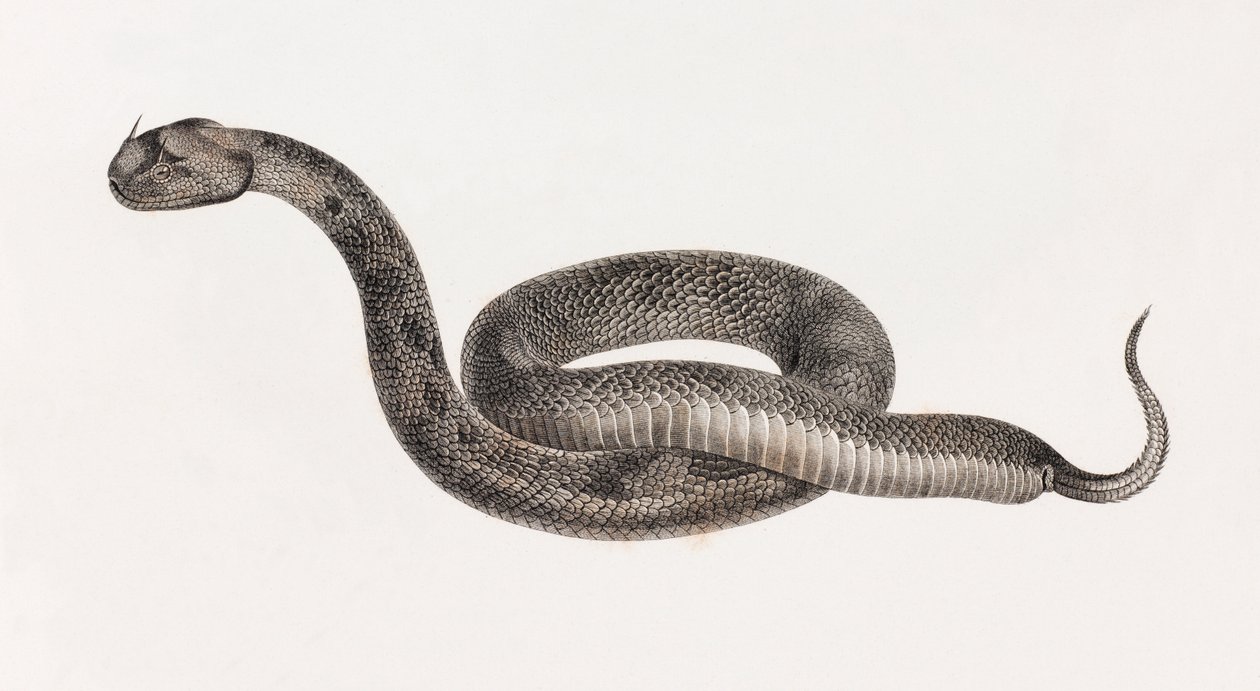 Reptielen: Een adder door Unbekannt