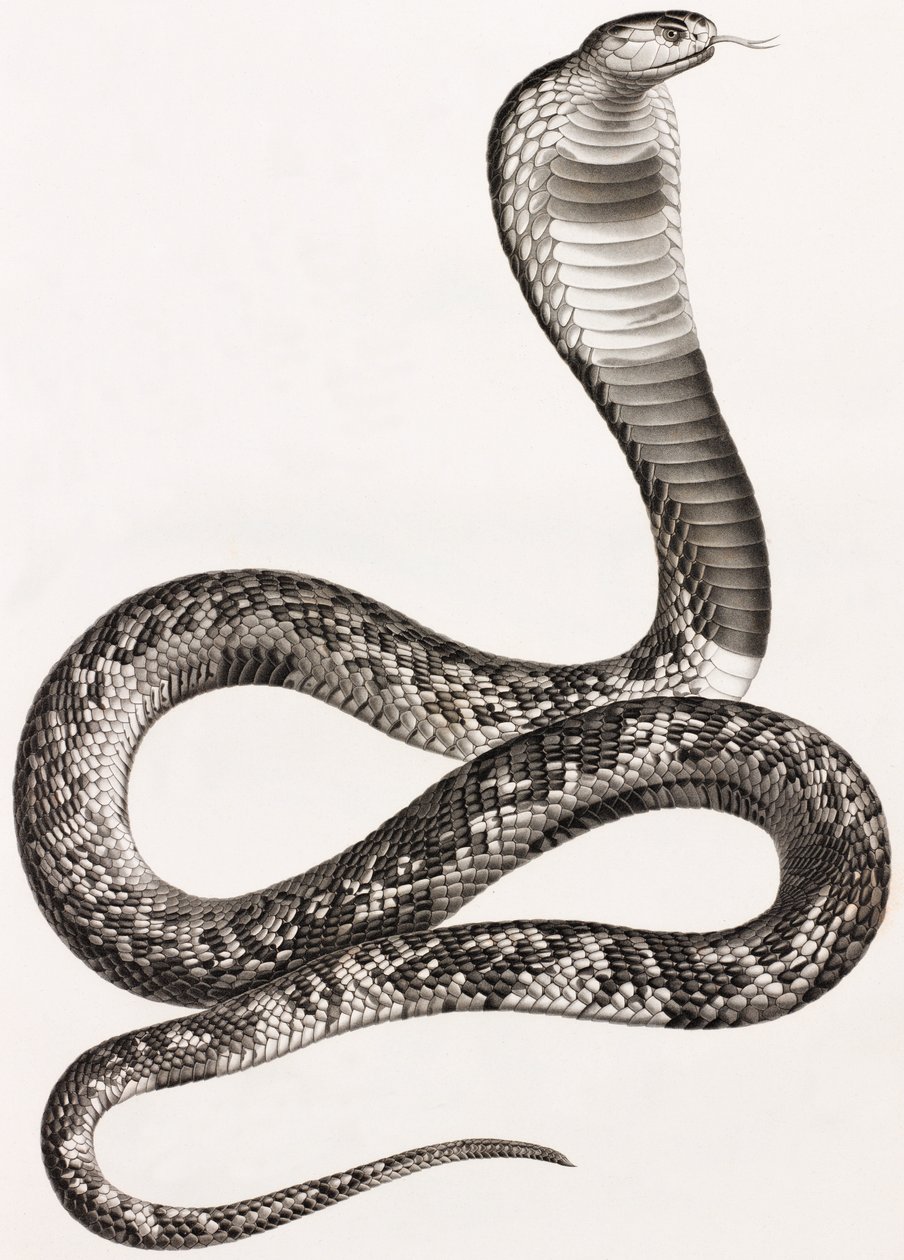 Reptielen: een adder door Unbekannt