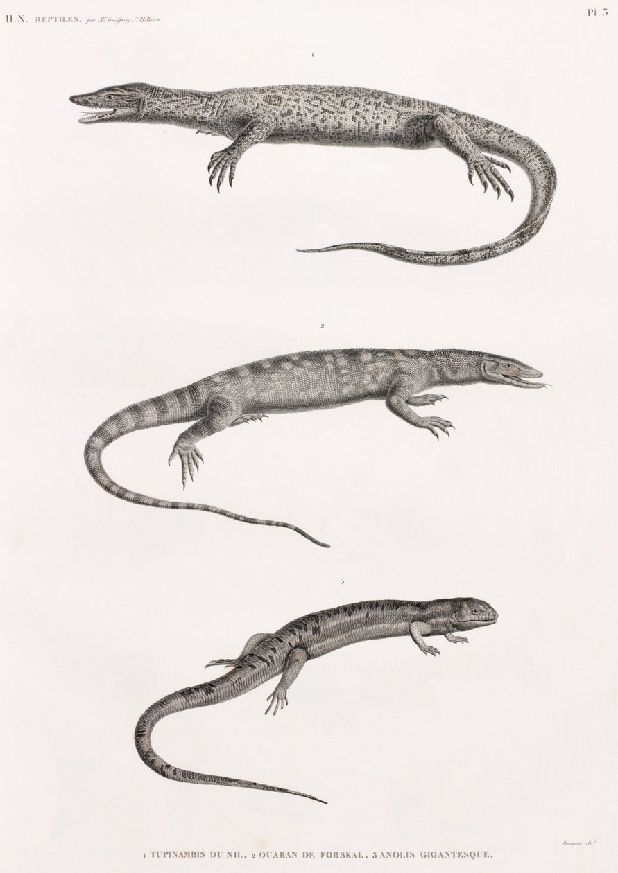Reptielen: Tupinambis Nijl door Unbekannt