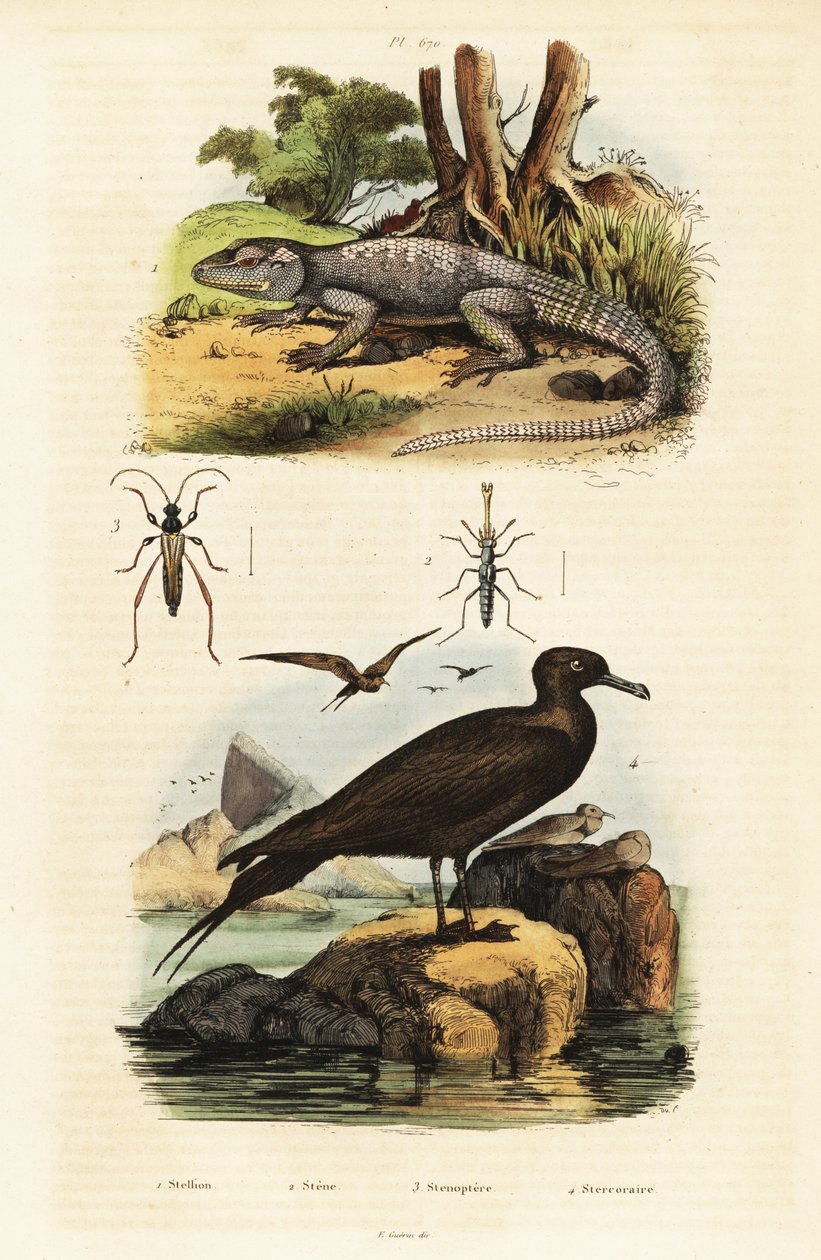 Rotsagama en parasitaire jager (gravure) door Unbekannter Künstler
