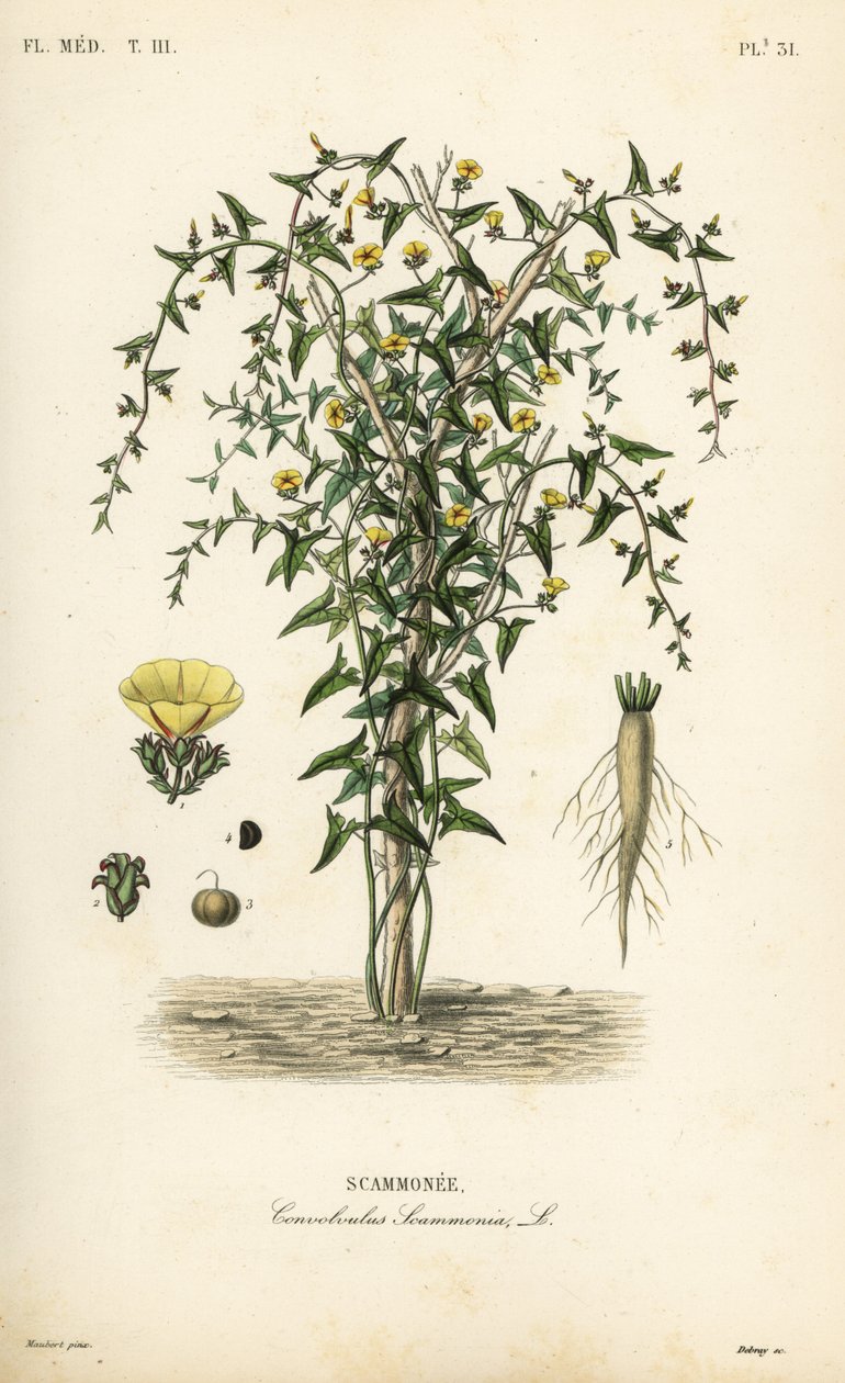 Scammony, Convolvulus scammonia, Scammonee door Unbekannt