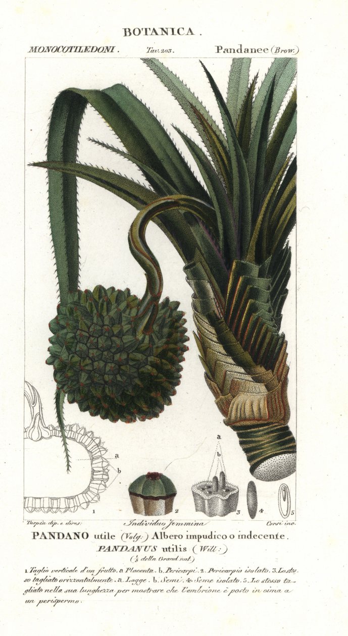 Schroefpalm, Pandanus utilis door Unbekannter Künstler