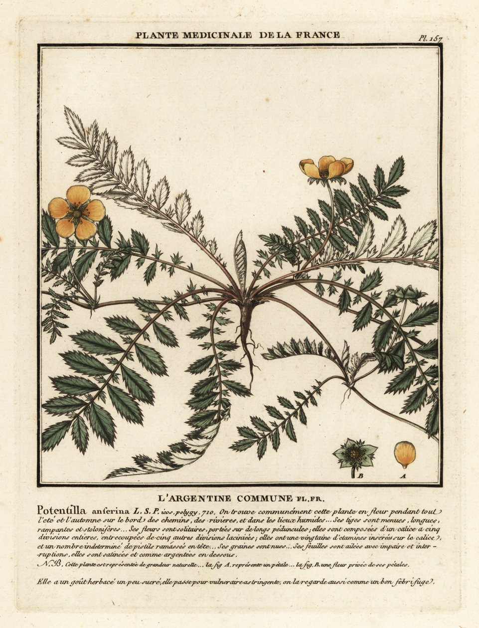 Zilverschoon, Potentilla anserina door Unbekannter Künstler