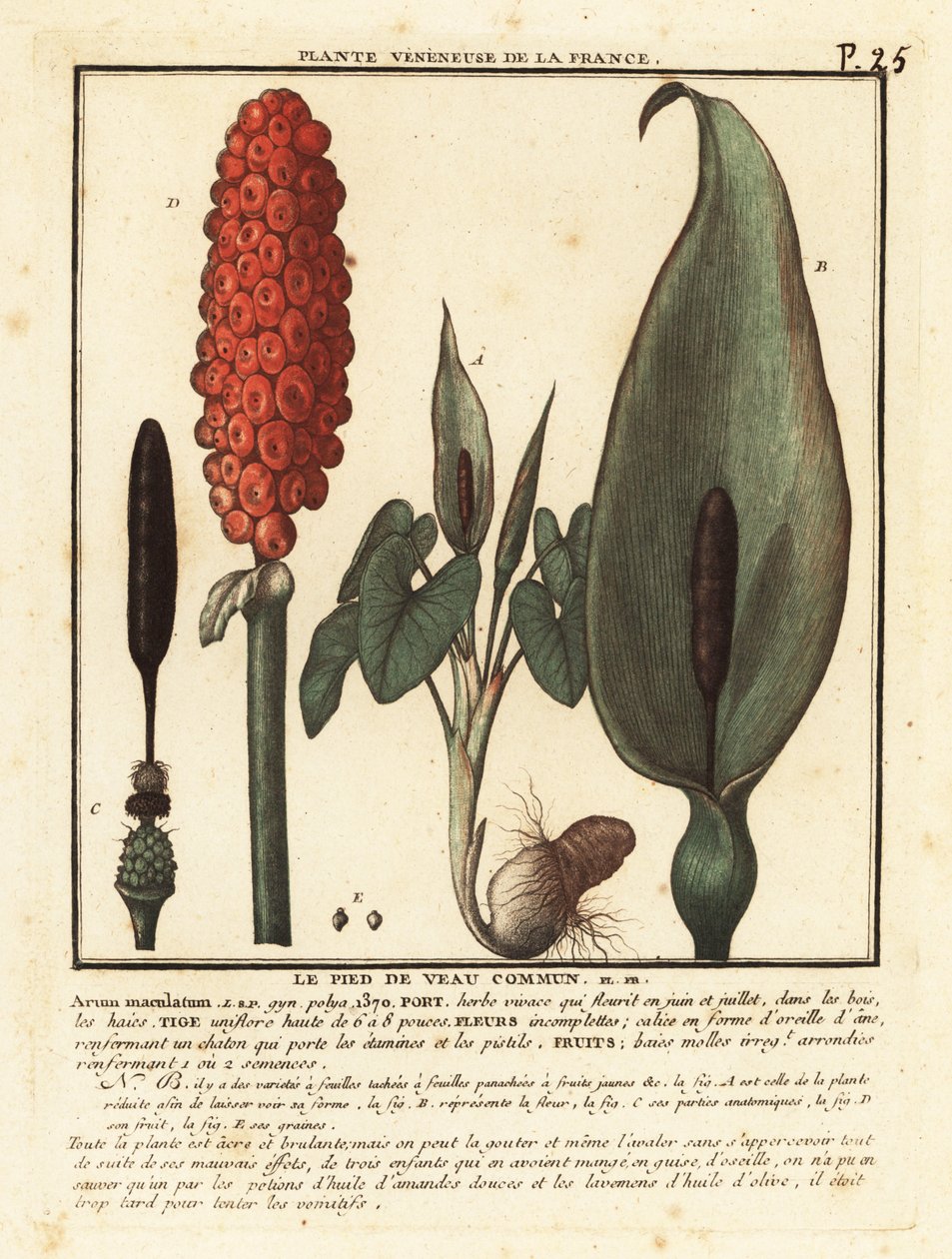 Gevlekte aronskelk, Arum maculatum door Unbekannter Künstler
