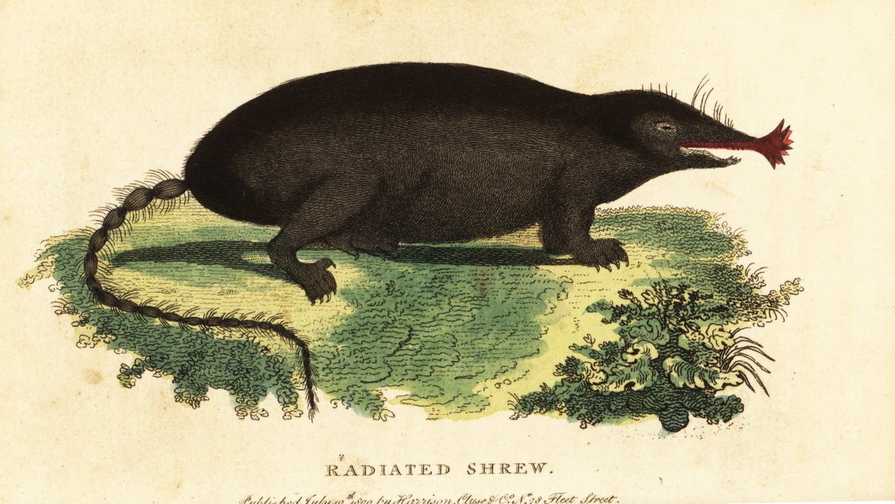 Sterneusmol, Condylura cristata, 1800 (gravure) door Unbekannter Künstler