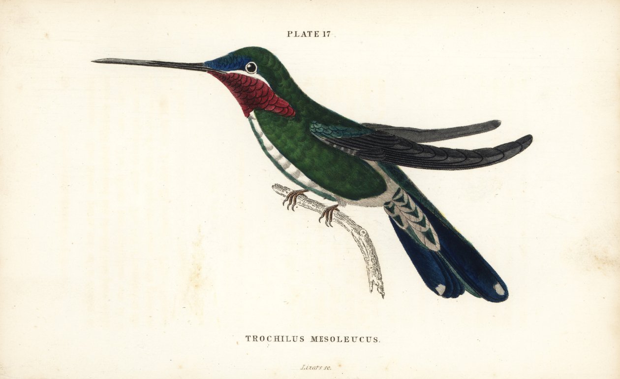 Gestreepte starthroat, Heliomaster squamosus (Witgestreepte kolibrie, Trochilus mesoleucus) - William Jardine