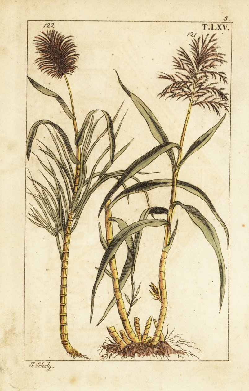 Suikerriet, Saccharum officinarum door Unbekannter Künstler