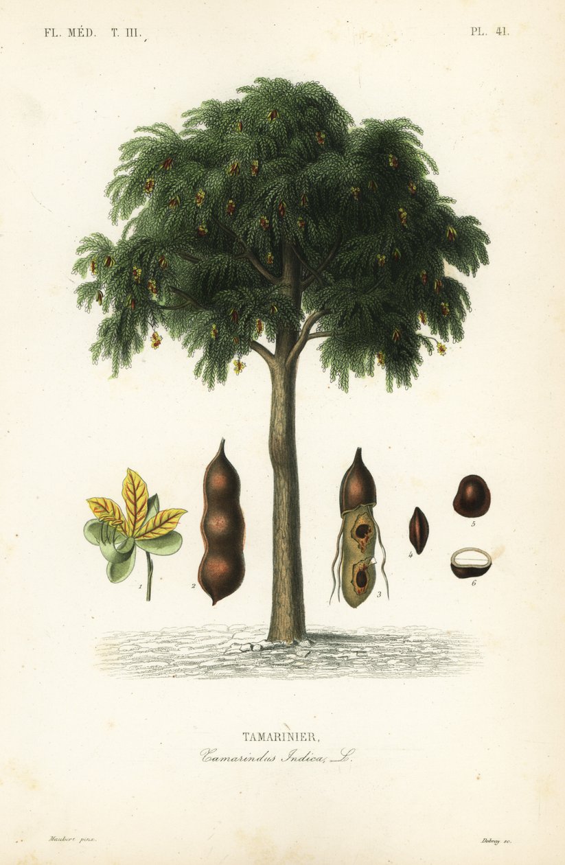 Tamarindeboom, Tamarindus indica door Unbekannt