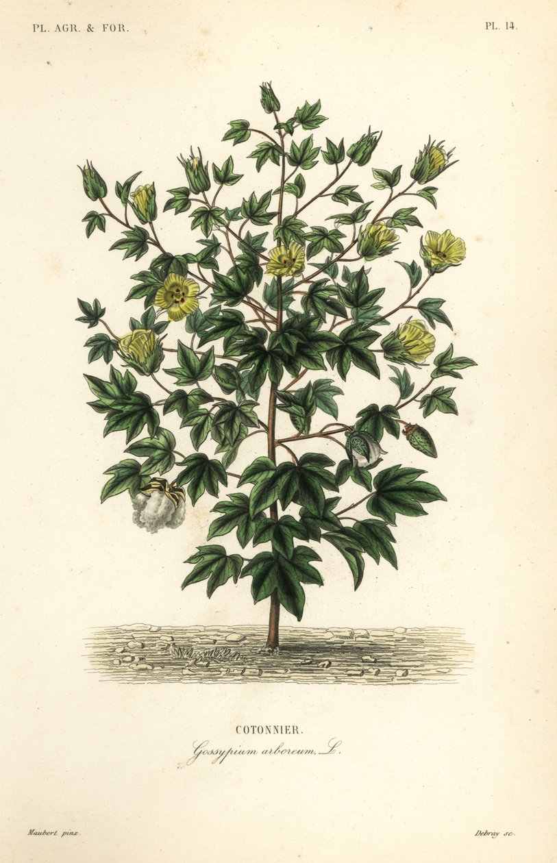 Boomkatoen, Gossypium arboreum door Unbekannt