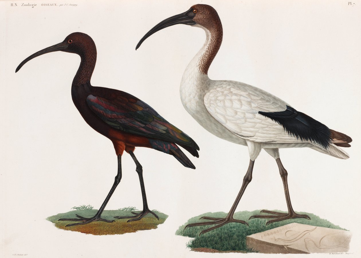 Twee kleurenillustraties van vogels door Unbekannt
