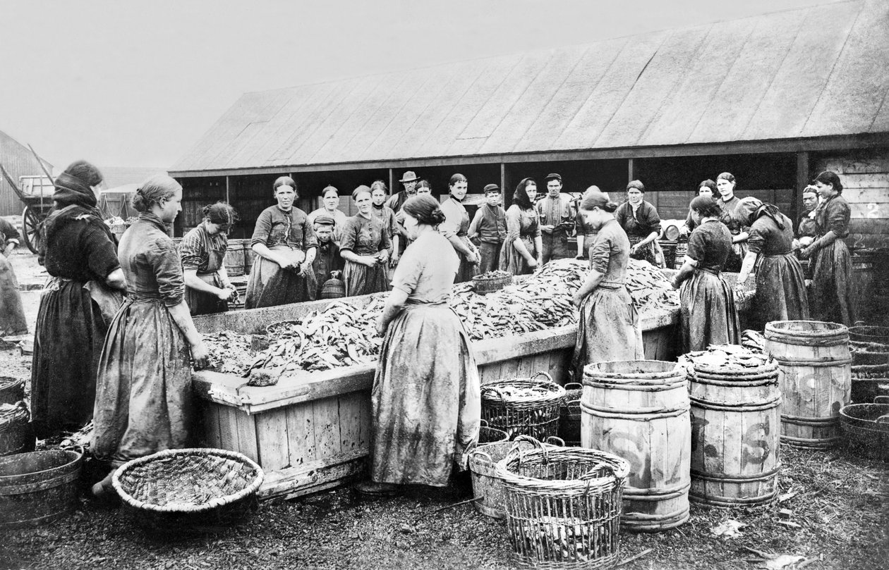 Verenigd Koninkrijk: Vrouwen die haringen schoonmaken, Aberdeen, ca. 1880 door Unbekannt