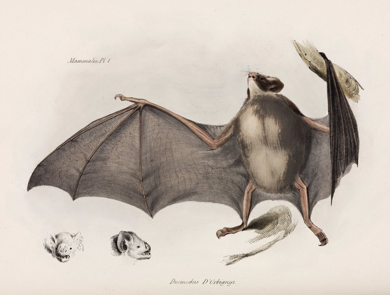 Vampier vleermuis, Zuid-Amerika, ca. 1832-1836 door Unbekannter Künstler