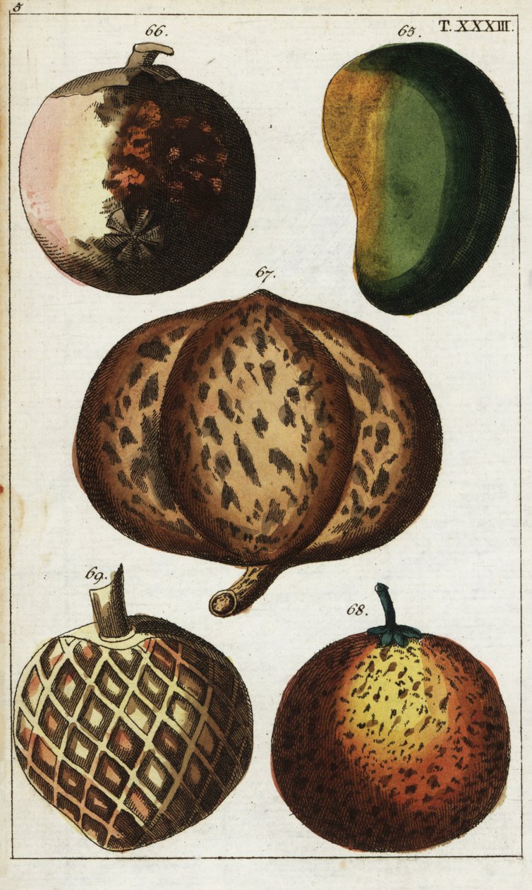 Variëteiten van tropisch fruit door Unbekannter Künstler