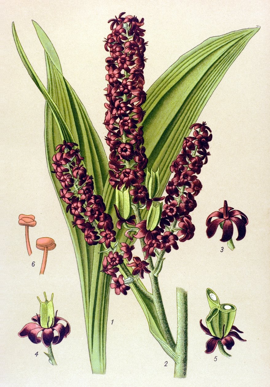 Giftige plant: zwarte nieswortel (Veratrum nigrum) door Unbekannter Künstler