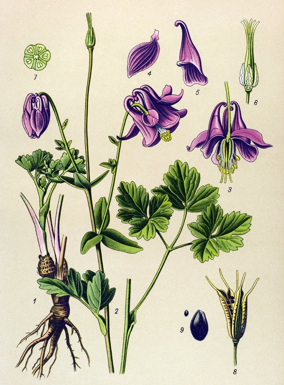 Giftige plant: Gewone ancolia (Aquilegia vulgaris) door Unbekannter Künstler