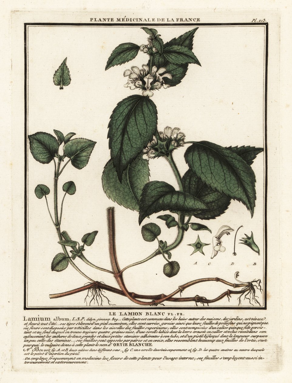 Witte dovenetel, Lamium album door Unbekannter Künstler
