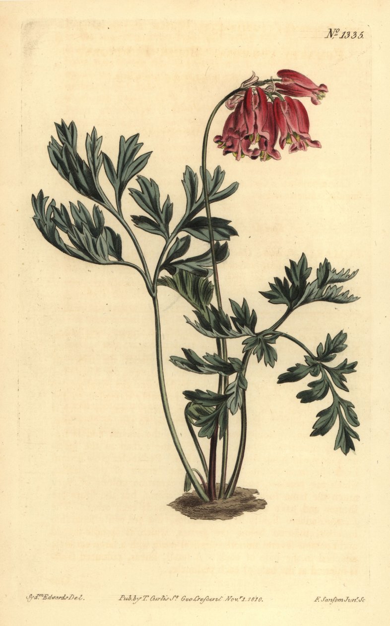 Wilde bloedend hart, Dicentra formosa door Unbekannt