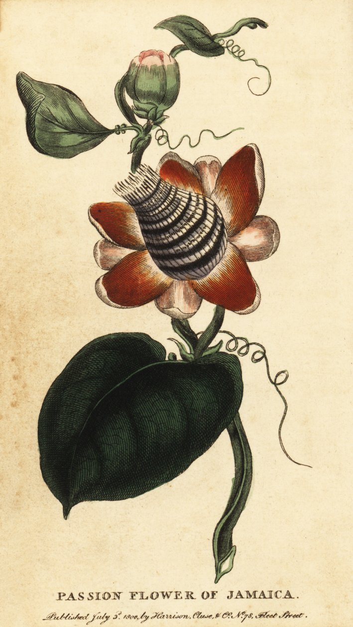 Gevleugelde stengelpassiebloem, Passiflora elata door Unbekannter Künstler