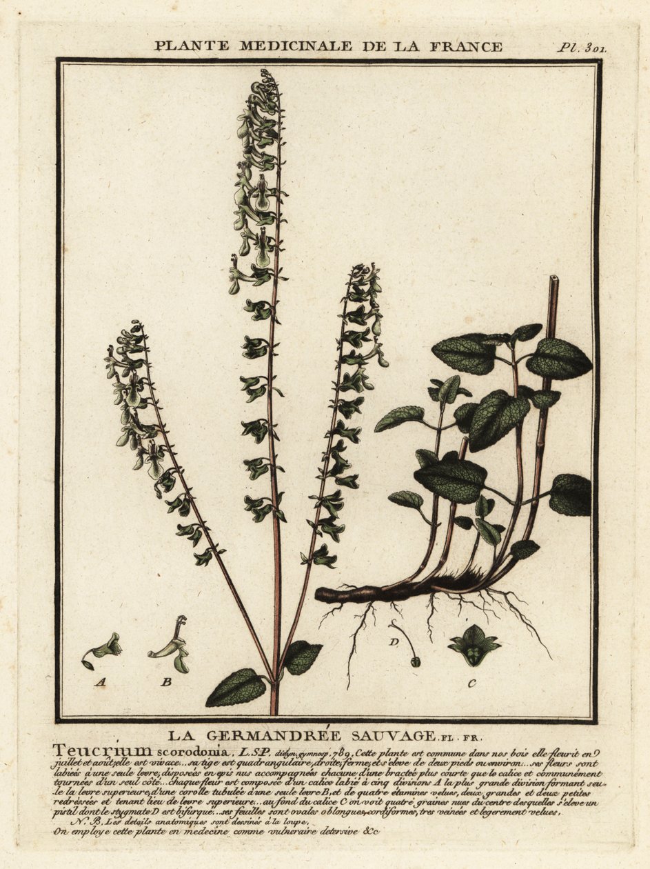 Bosgamander, Teucrium scorodonia door Unbekannter Künstler