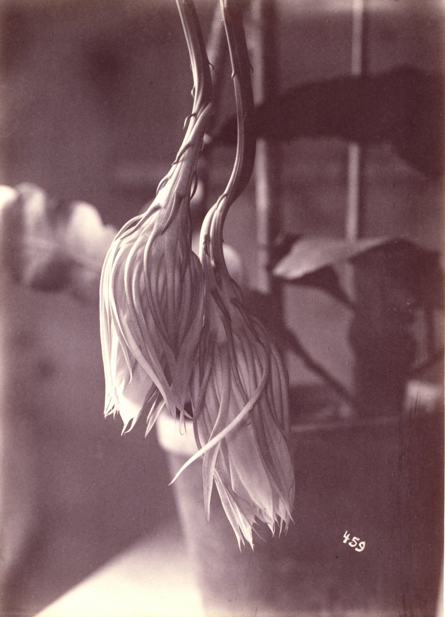 [Nachtbloeiende Cereus, gesloten na de bloei]. door Unidentified