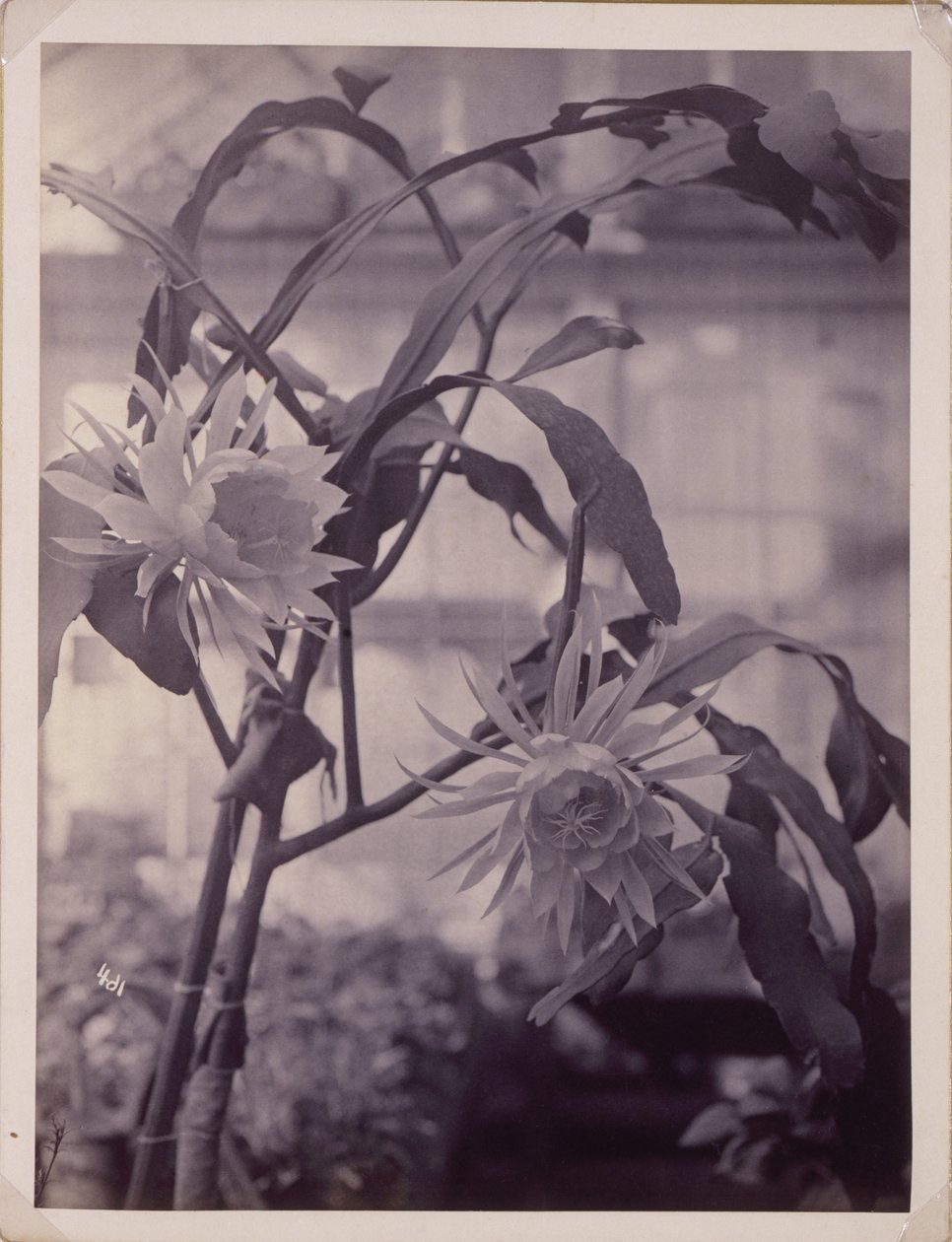 [Nachtbloeiende Cereus, In Bloei]. door Unidentified