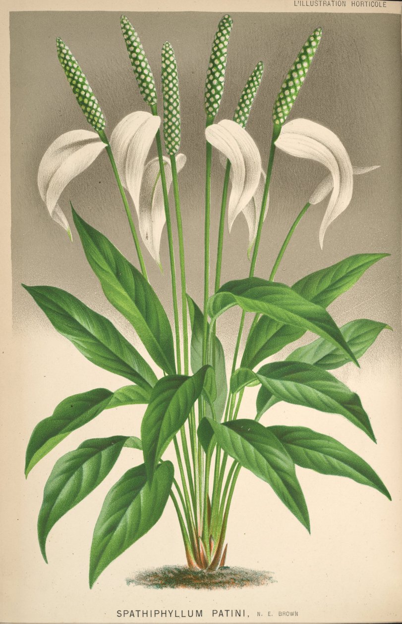Spathiphyllum patinii door Unknown
