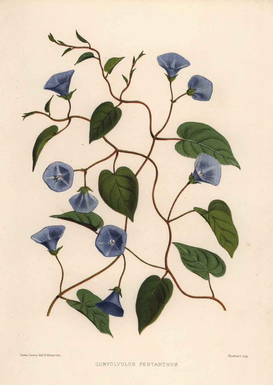 Clusterwijnstok, Jacquemontia pentanthos (Convolvulus pentanthus) door Unknown