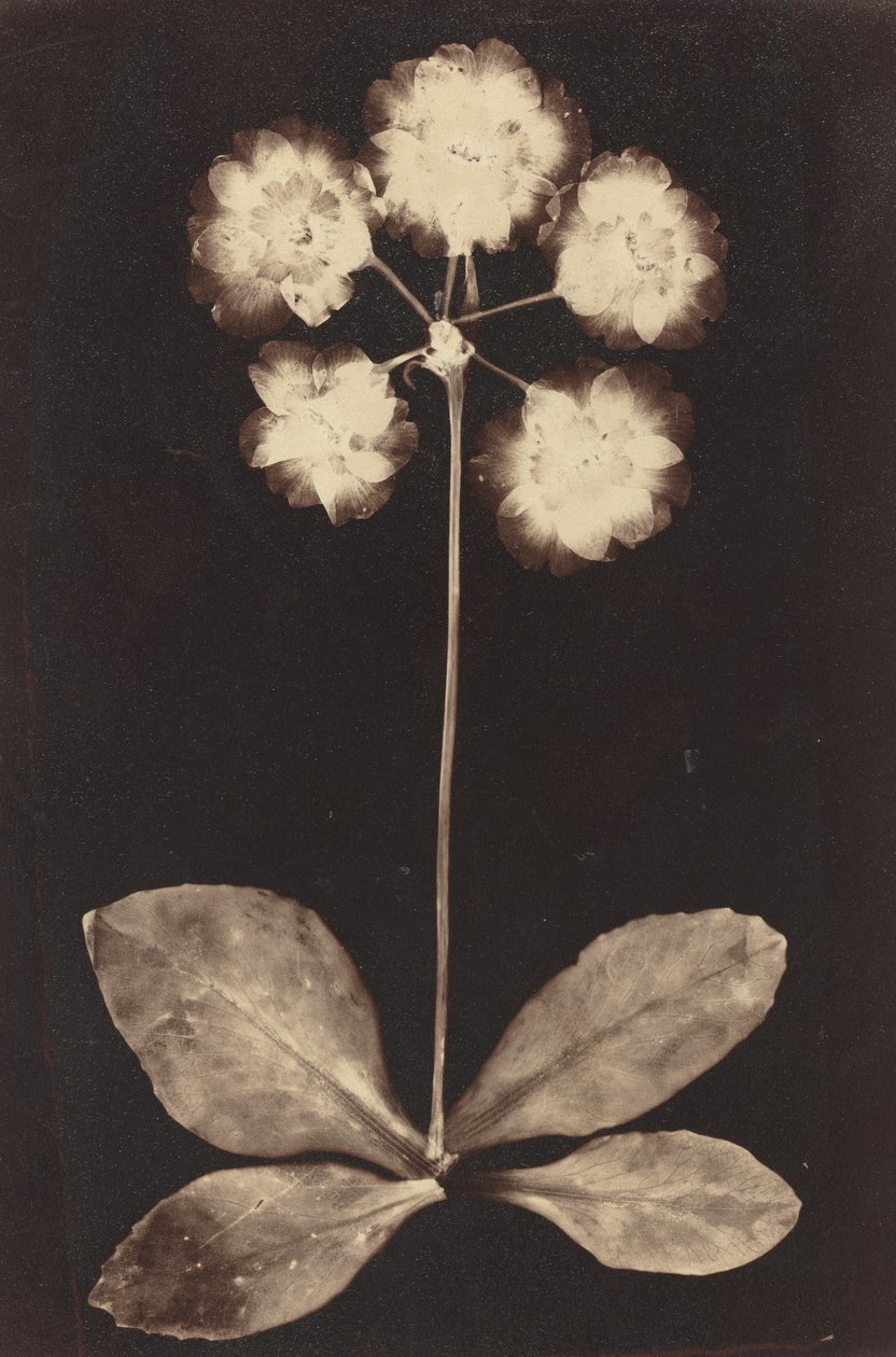 Botanische Fotogram door Unknown 19th Century