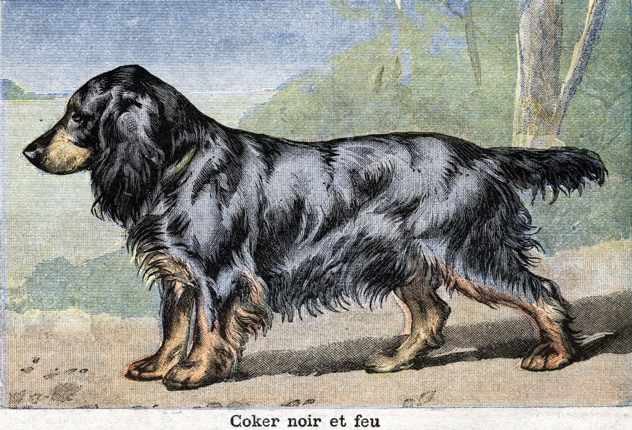 Jachthond: Zwarte cocker en vuur door Unknown artist