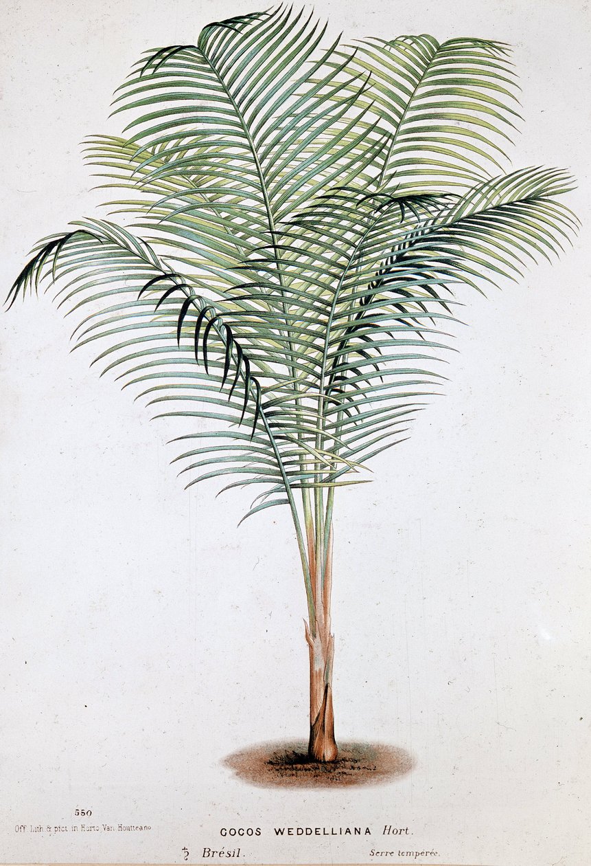 Palm Cocos Weddelliana (Brazilië) - Botanische plaat door Unknown artist