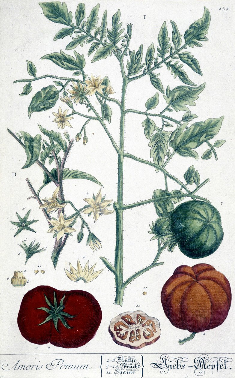 Tomaat, botanische plaat door Unknown artist