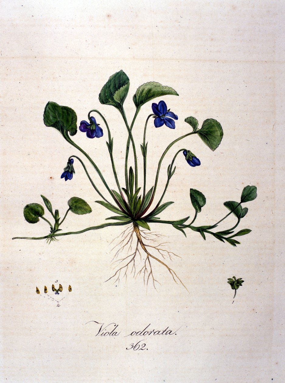 Viooltje. 19e-eeuwse gravure door Unknown artist