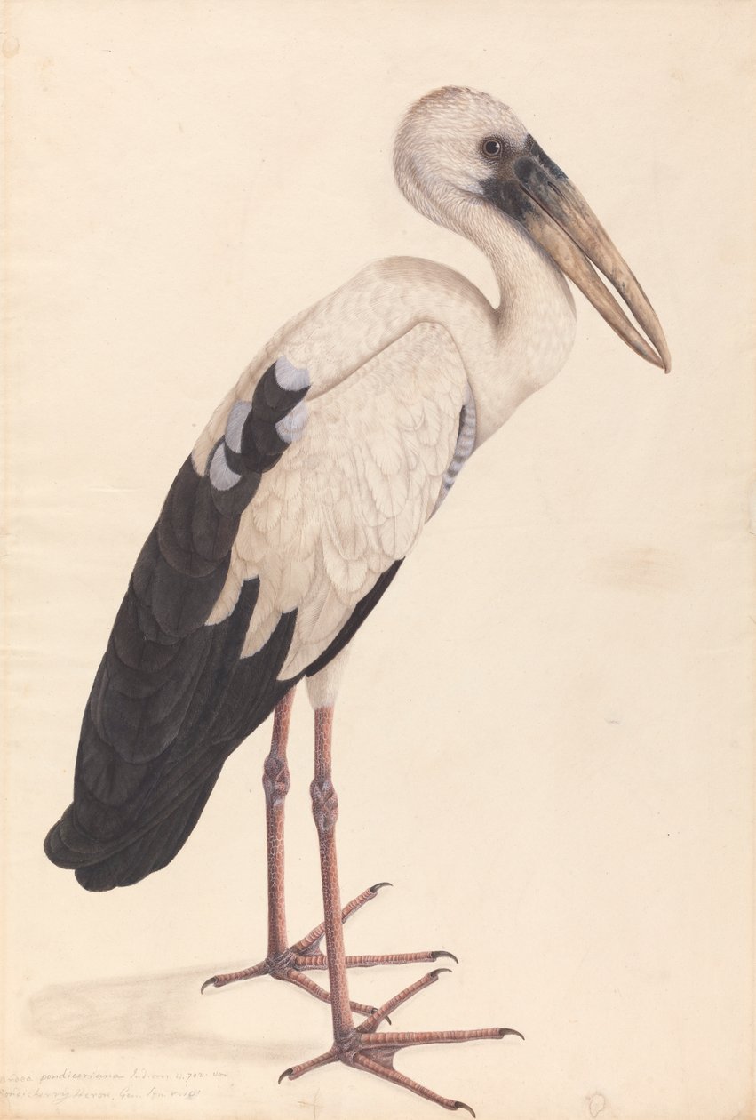 Een Aziatische openbekooievaar (Anastomus oscitans) door Unknown artist