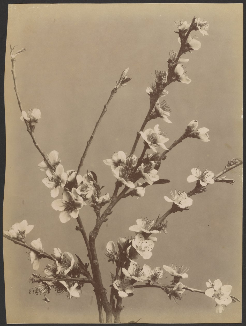 [Bloemstudie met kleine witte bloemen] door Unknown artist