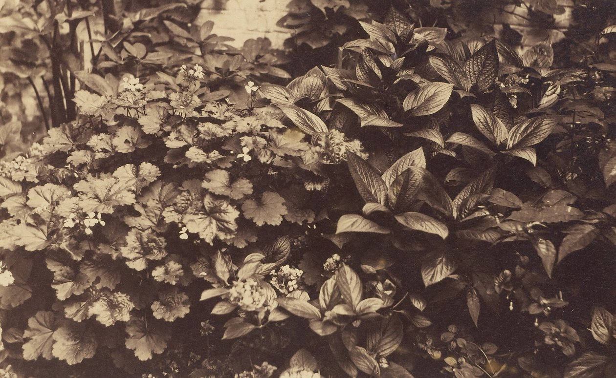 [Bloemen en Bladeren]. door Unknown artist