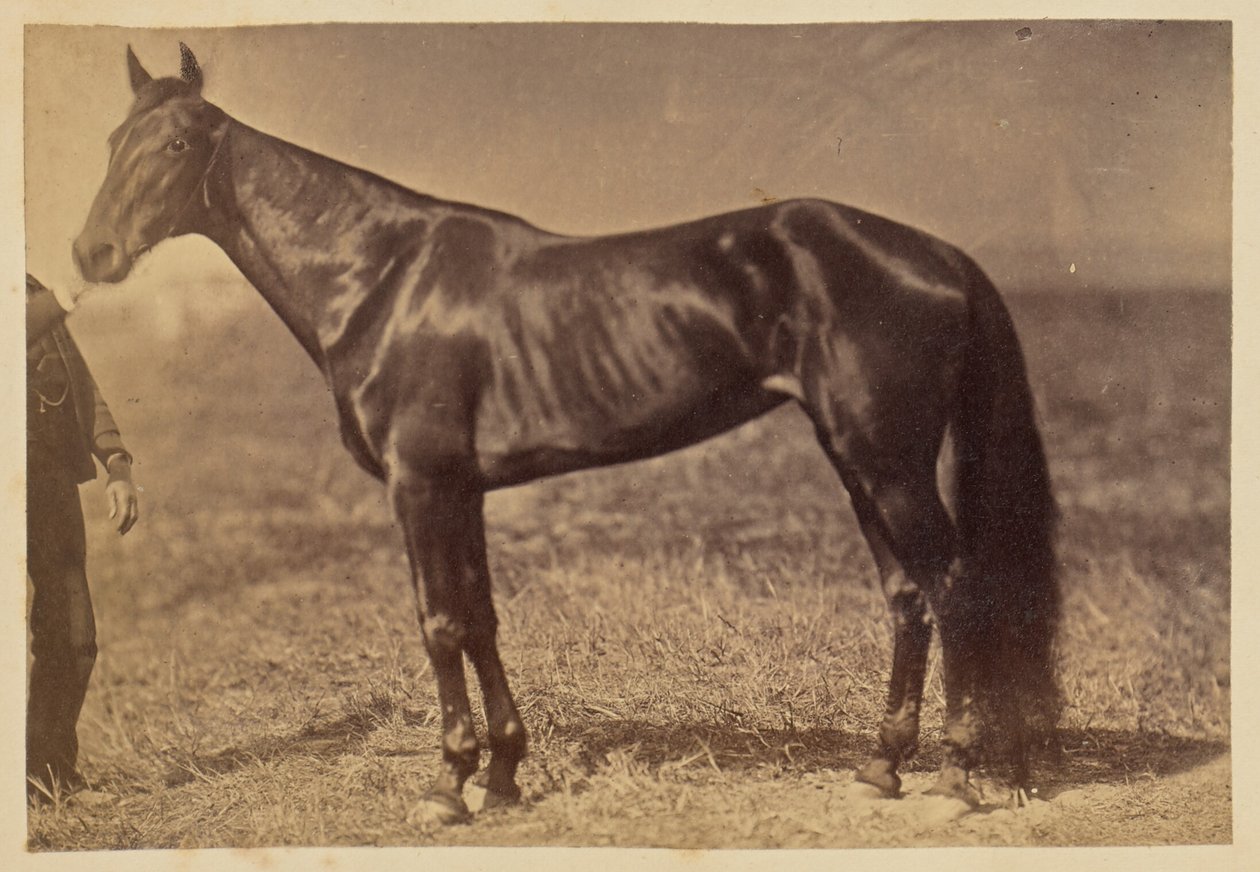 [Paard in een wei] door Unknown artist