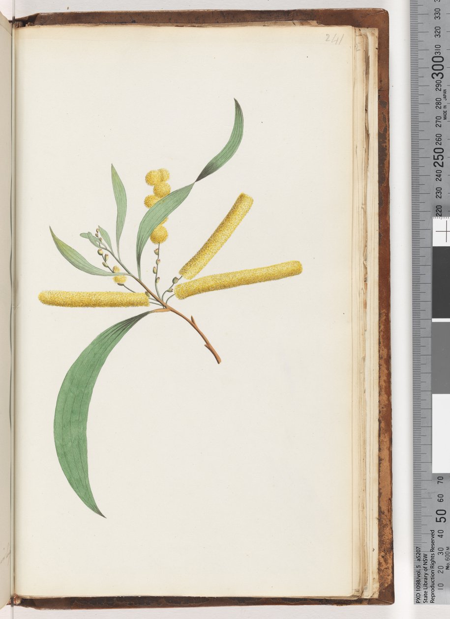 Pagina 241. Mimosa door Unknown