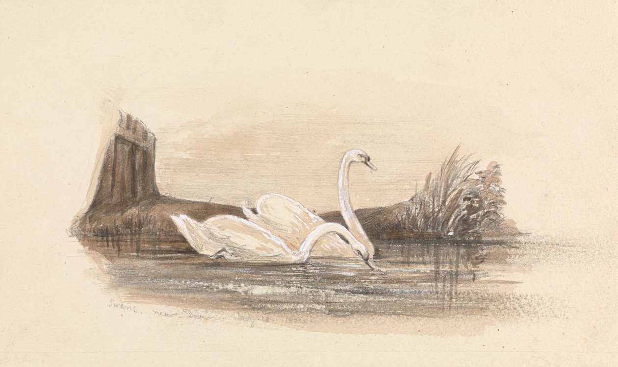 Twee zwanen op een meer door Unknown artist