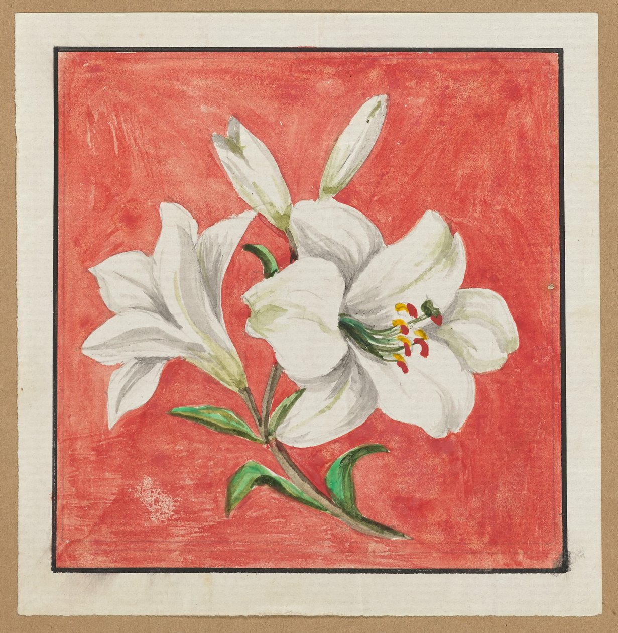 [Witte Lelie]. door Unknown artist