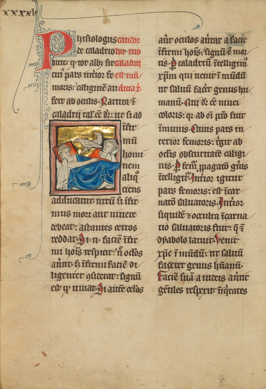 Caladrius Vogels door Unknown artist/maker