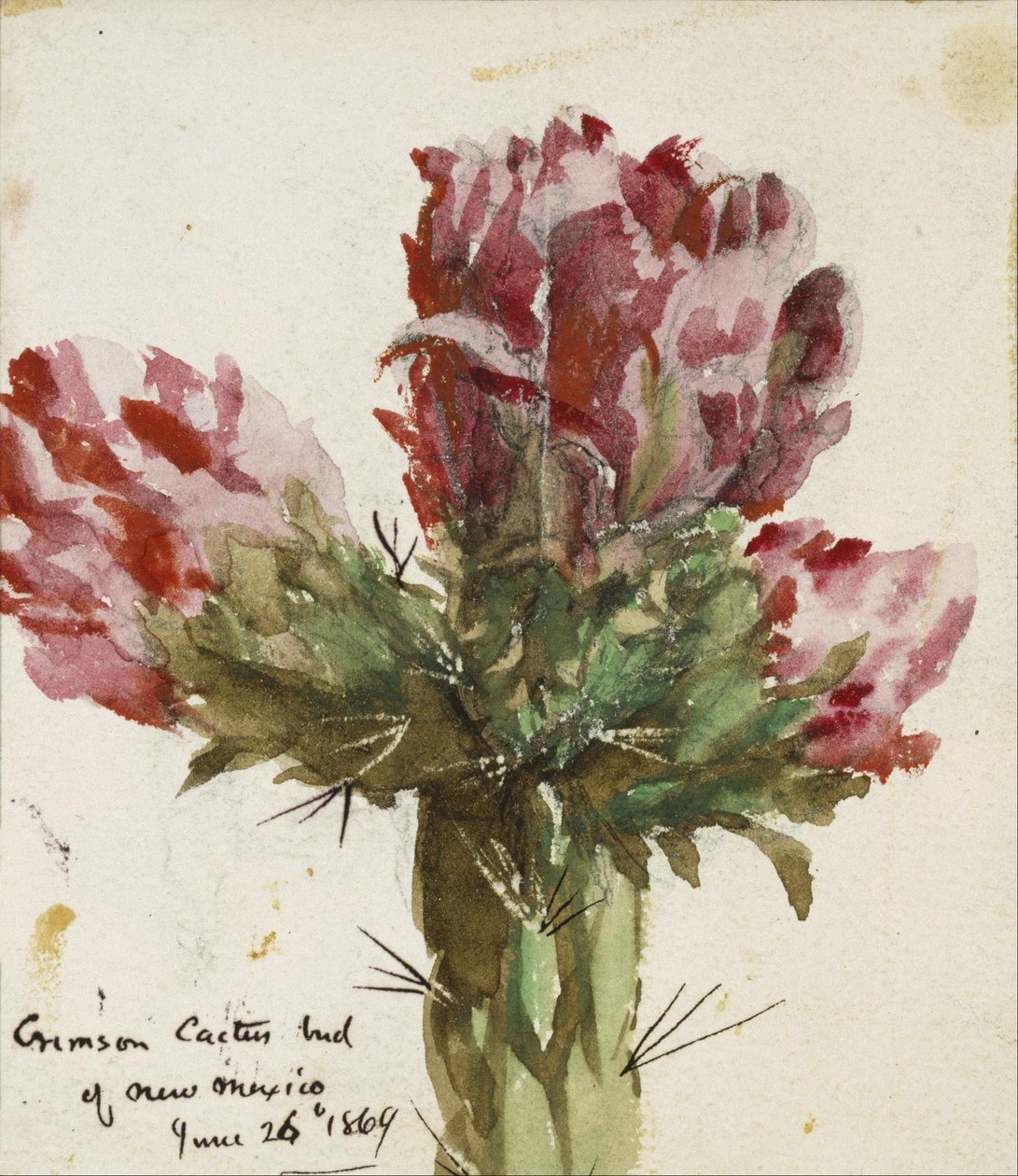 Karmozijnrode cactusknop van New Mexico door Vincent Colyer