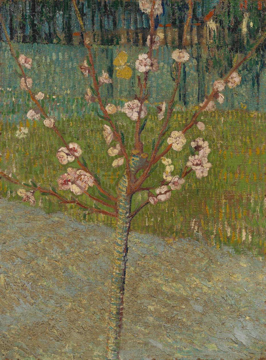 Amandelboom in bloei door Vincent van Gogh